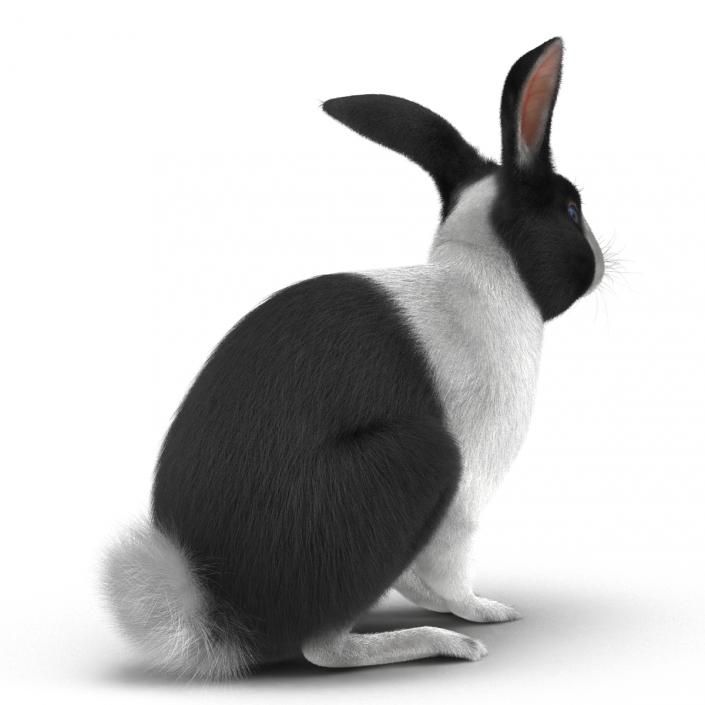 Black Rabbit Pose 3 3D model