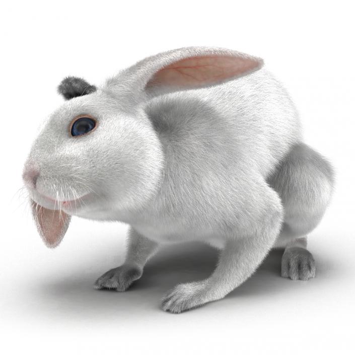 White Rabbit Pose 4 3D model