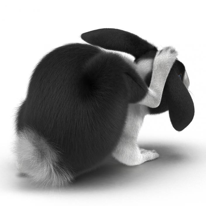 Black Rabbit Pose 4 3D model