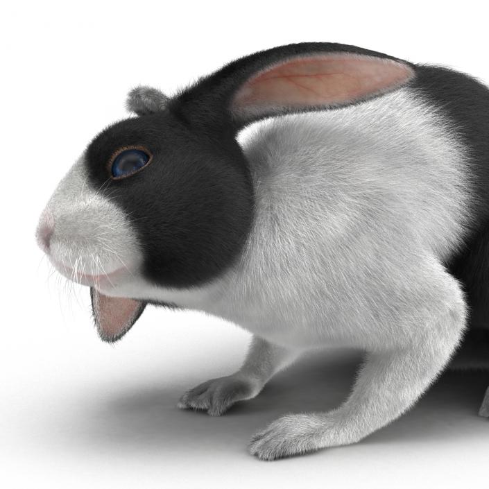 Black Rabbit Pose 4 3D model