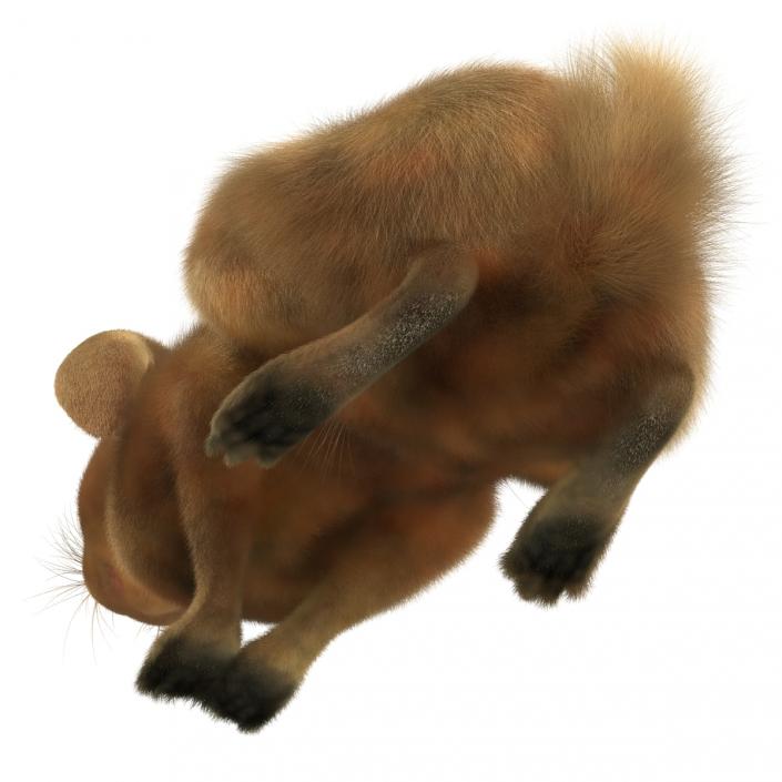 3D Rabbit Pose 2 model