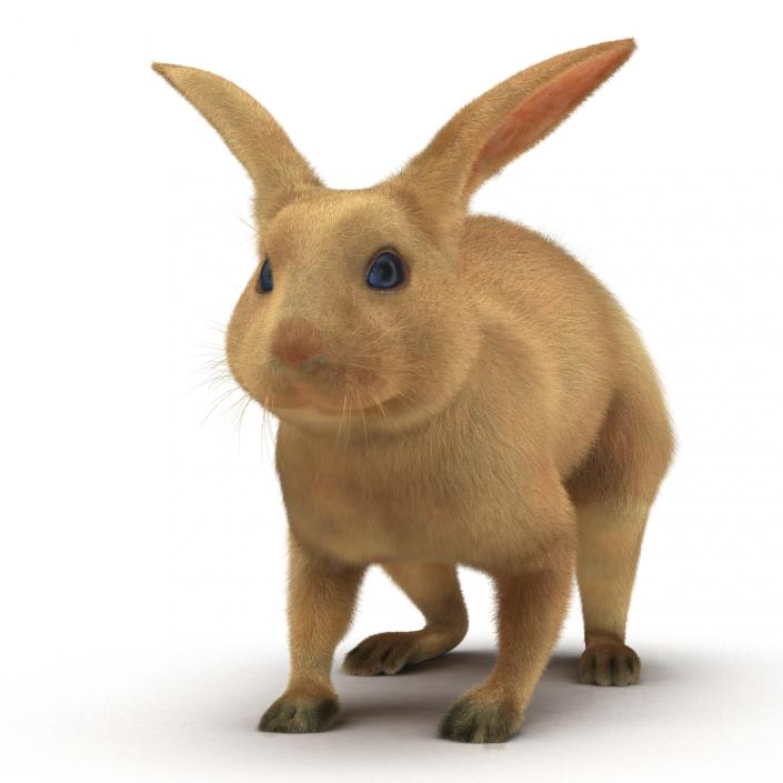 3D Rabbit Rigged model