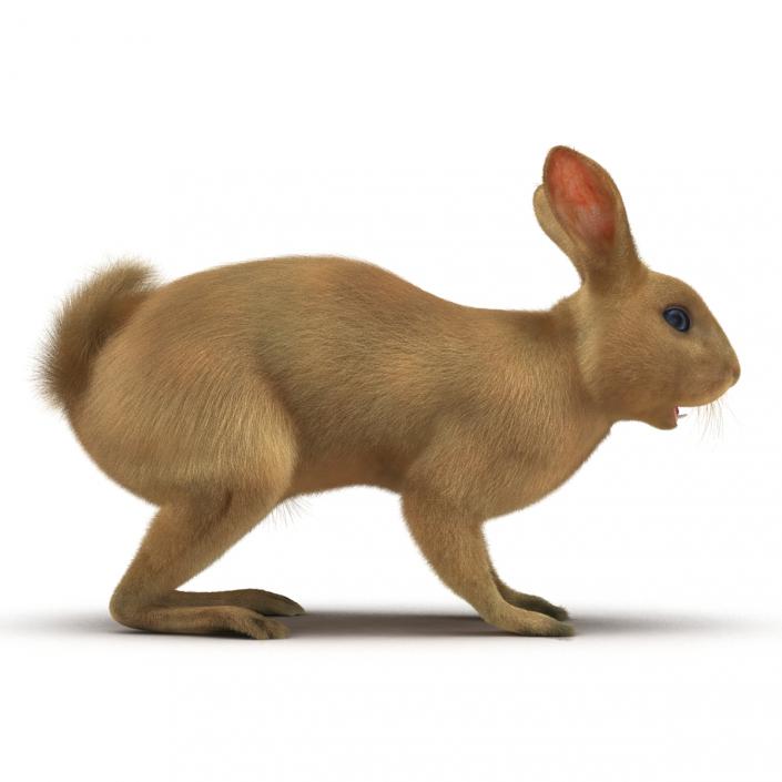 3D model Rabbit