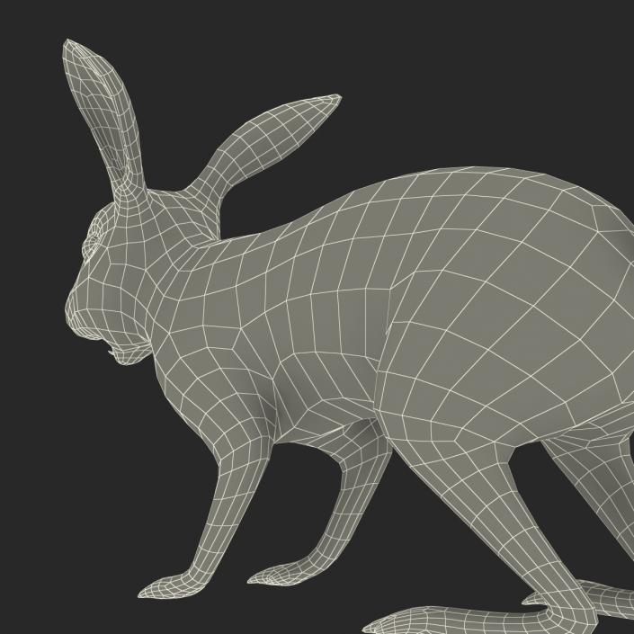3D model Rabbit