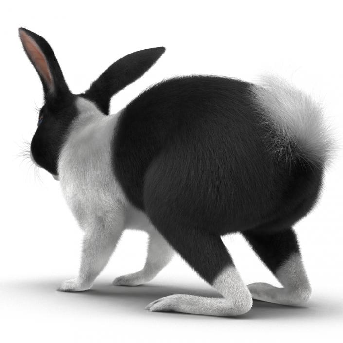 Black Rabbit 3D