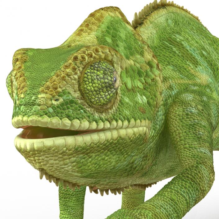 3D Chameleon Pose 3