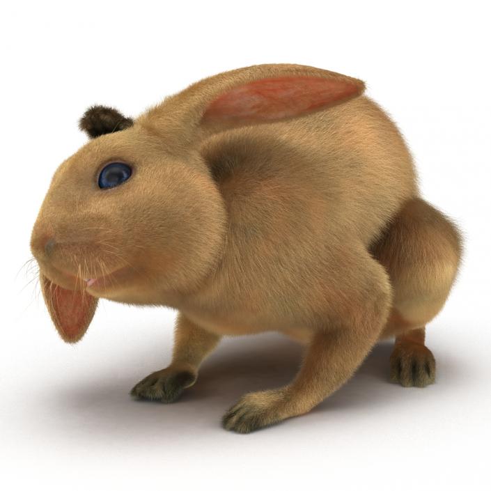 3D Rabbit Pose 4 model