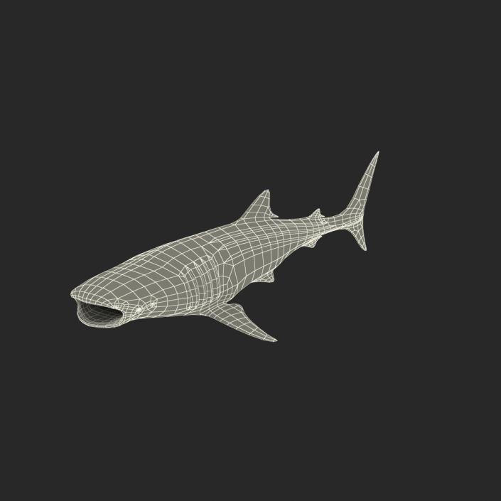 whale sharks 3d model