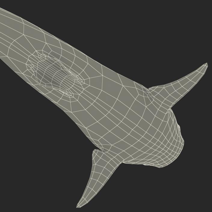 3D Whale Shark Pose 3 model