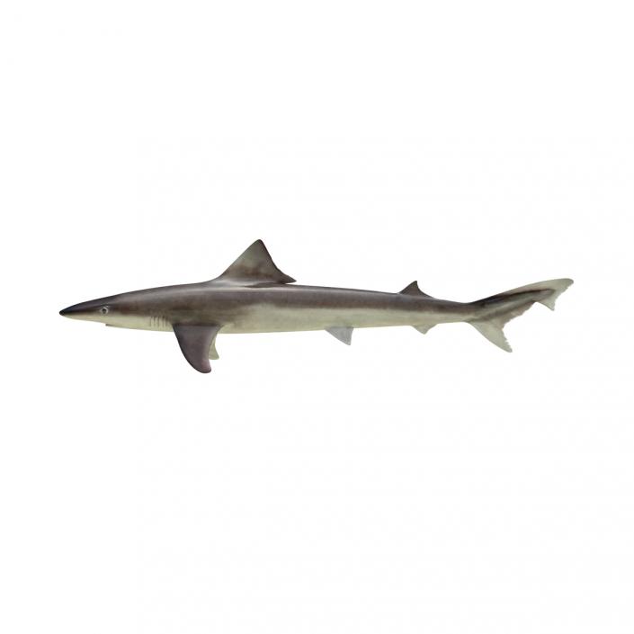 School Shark Rigged 3D model