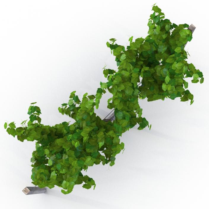 3D Vineyard with Green Grapes