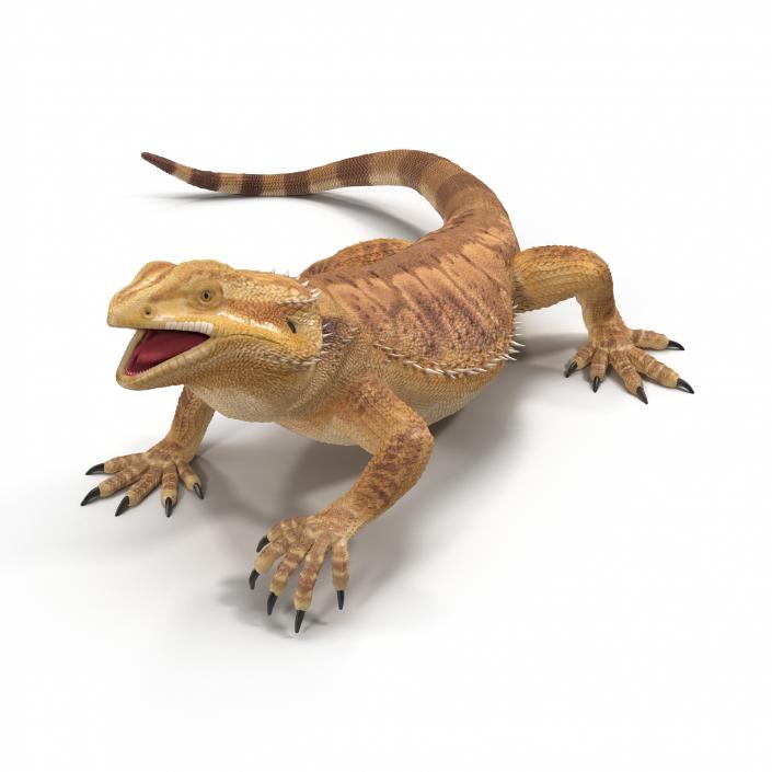 3D Bearded Dragon Rigged