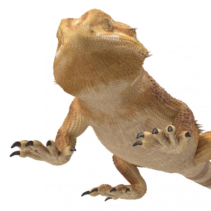 3D Bearded Dragon Rigged