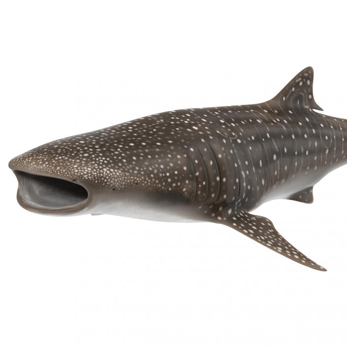 3D Whale Shark Rigged model