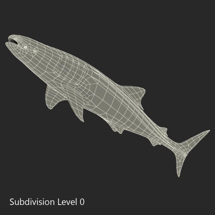 3D Whale Shark Rigged model