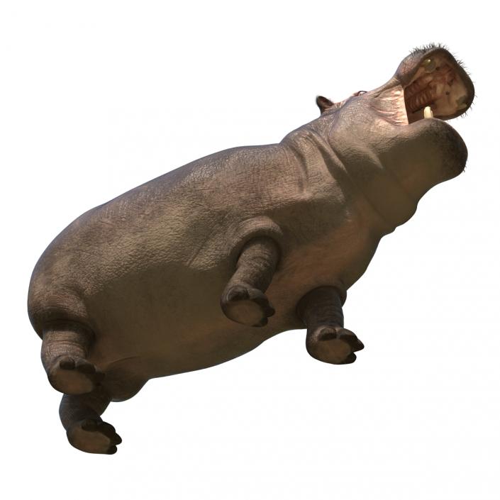 3D Hippopotamus Pose 2 with Fur model