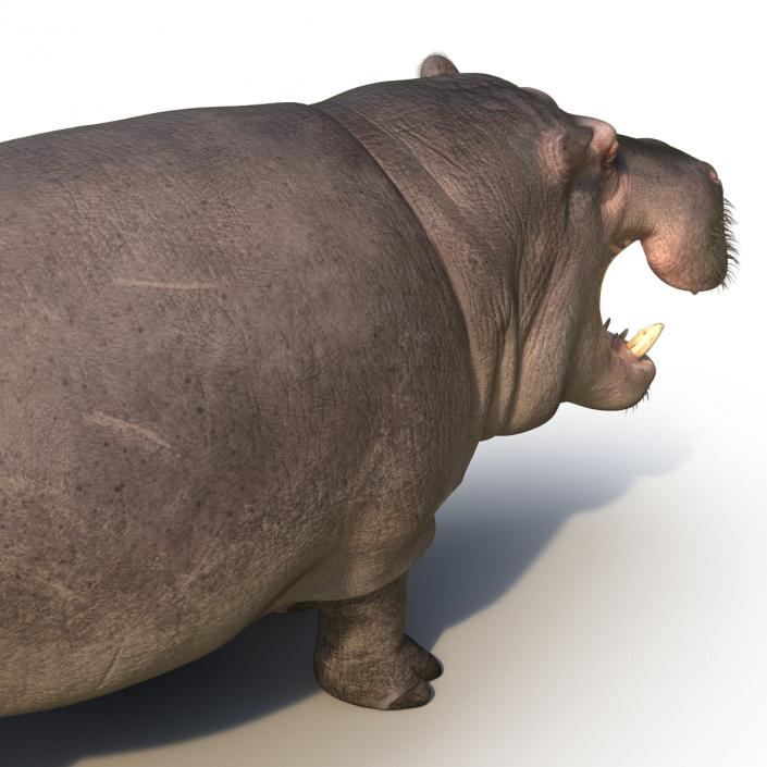 3D Hippopotamus 2 with Fur model