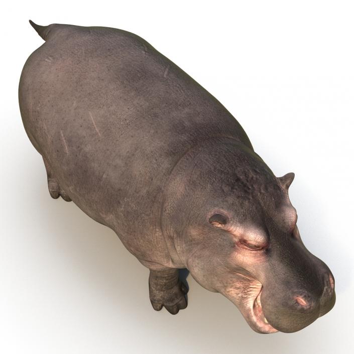 Hippopotamus Rigged 3D model