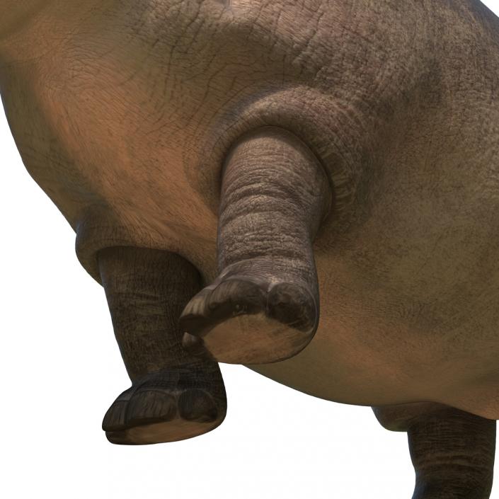 Hippopotamus Pose 2 3D model