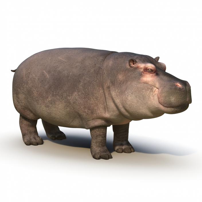 3D Hippopotamus with Fur
