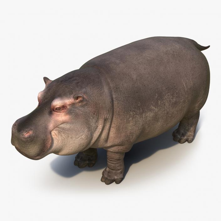 Hippopotamus 3D