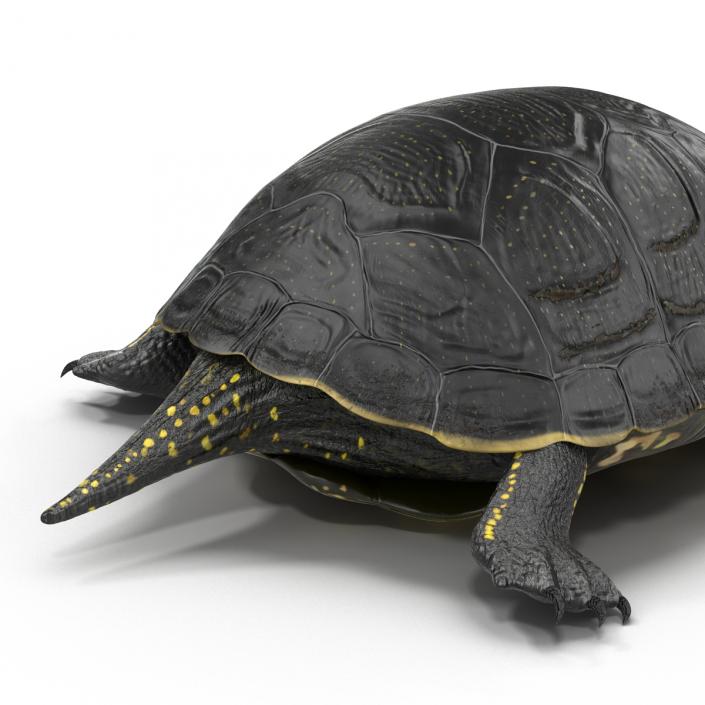 European Pond Turtle Rigged 3D
