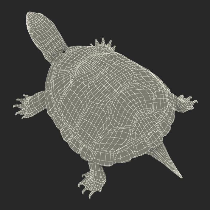 European Pond Turtle Rigged 3D