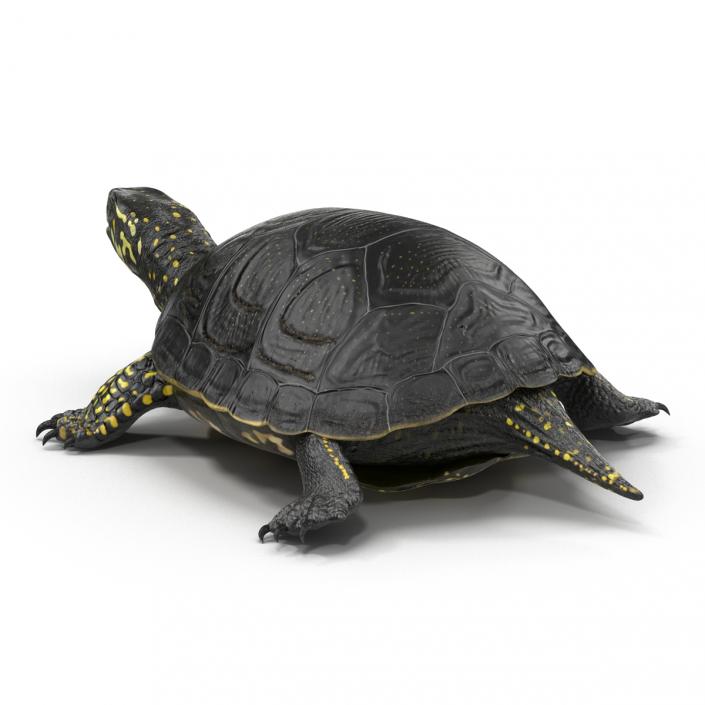 3D model European Pond Turtle