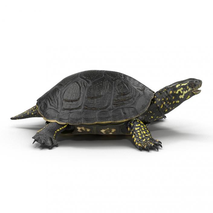3D model European Pond Turtle
