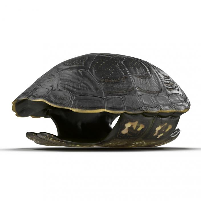 Turtle Shell 2 3D model