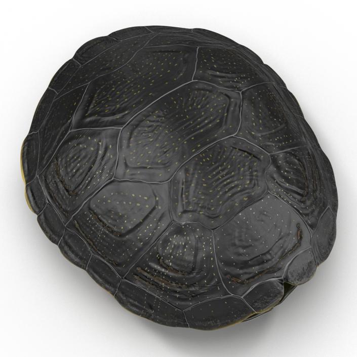 Turtle Shell 2 3D model