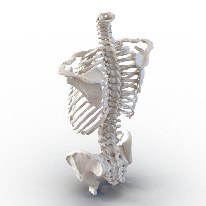 Male Torso Skeleton 3D model