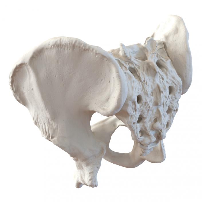 3D model Male Pelvis Skeleton