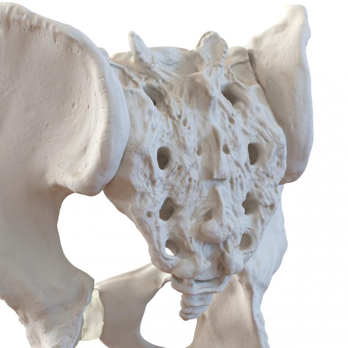 3D model Male Pelvis Skeleton