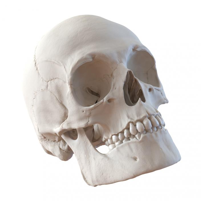 3D Male Human Skull