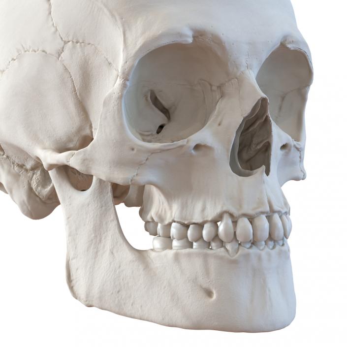 3D Male Human Skull