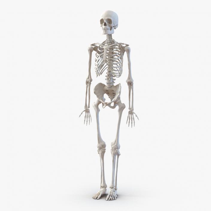 Human Male Skeleton 3D model