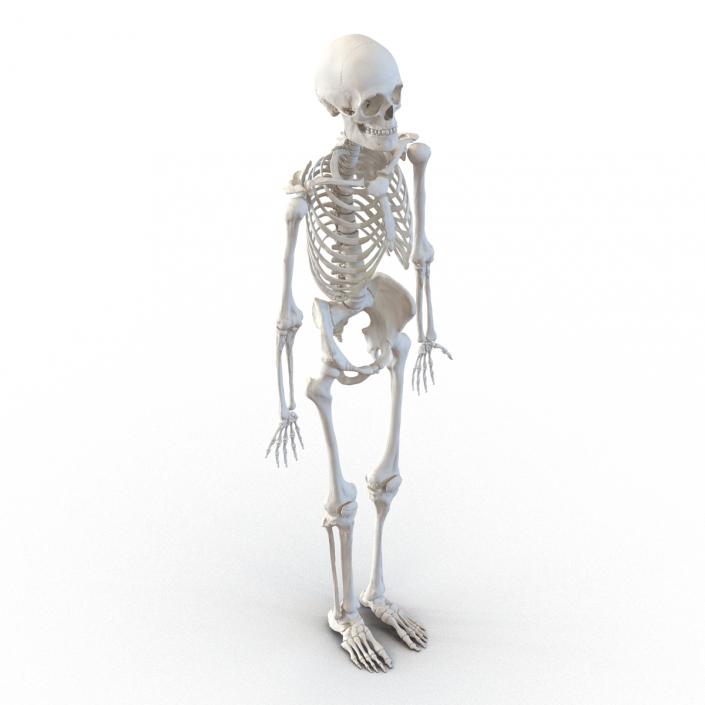 Human Male Skeleton 3D model