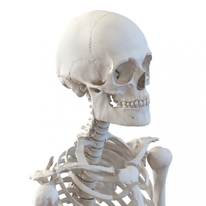 3D Human Male Skeleton Rigged