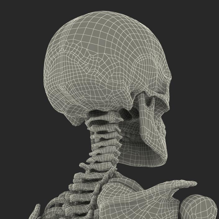 3D Human Male Skeleton Rigged