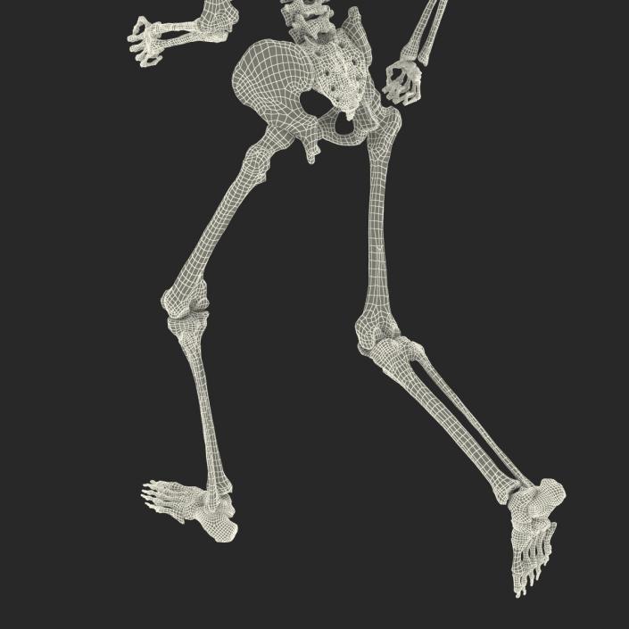 Human Male Skeleton Running Pose 3D
