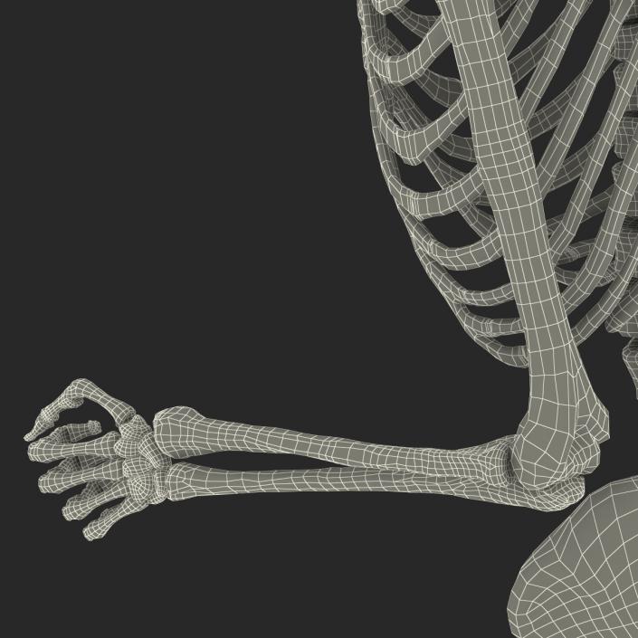 Human Male Skeleton Running Pose 3D