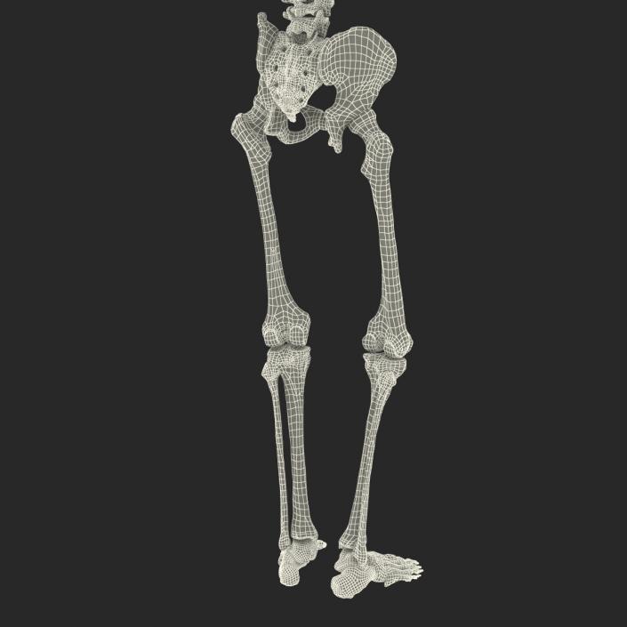 3D Human Male Skeleton Pose 2