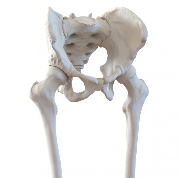 3D model Human Male Lower Body Skeleton