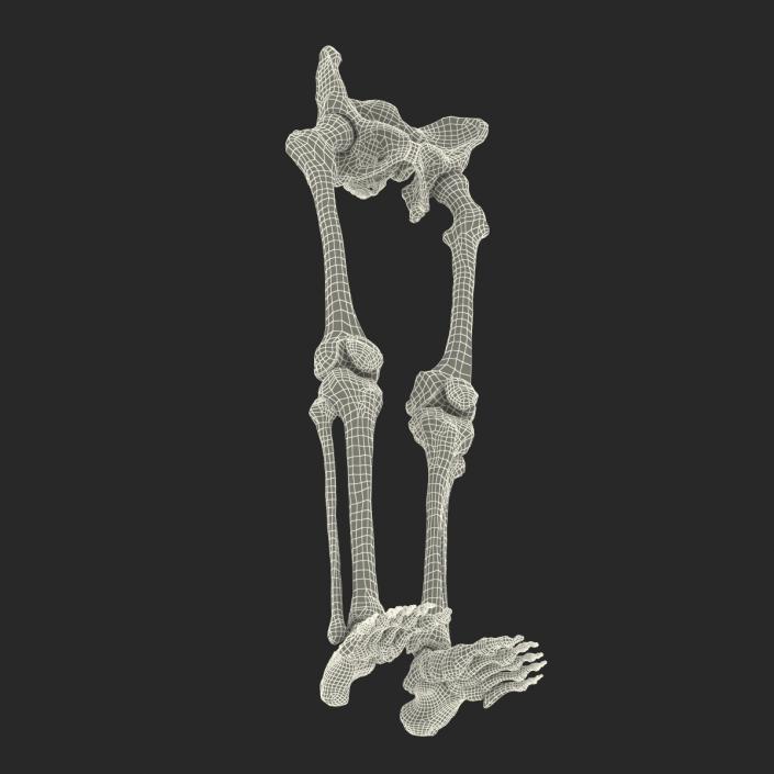 3D model Human Male Lower Body Skeleton