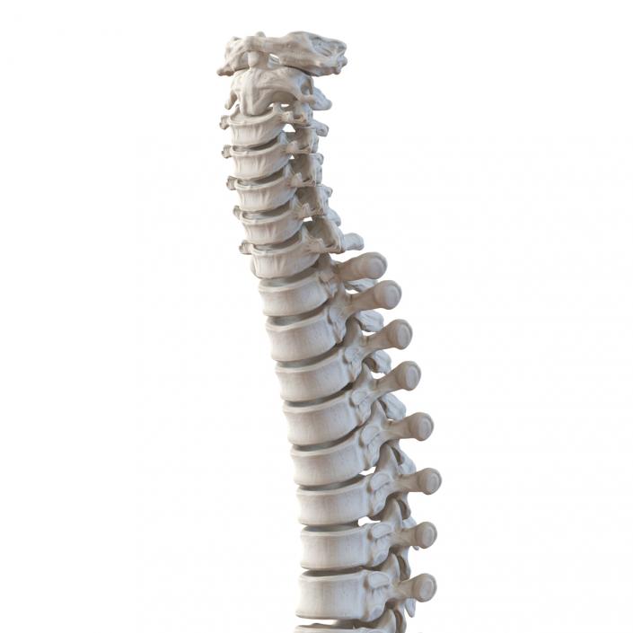3D Spinal Cord