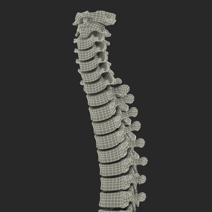 3D Spinal Cord