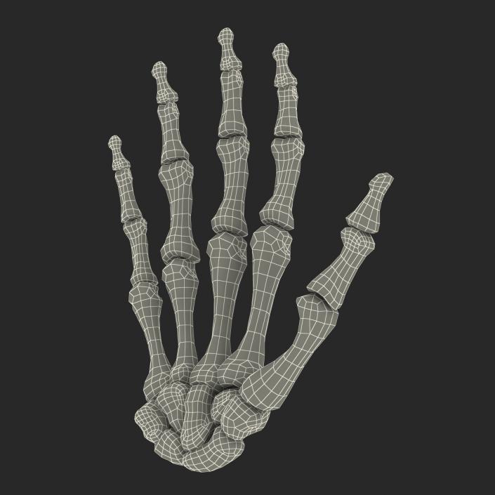 3D Human Hand Bones