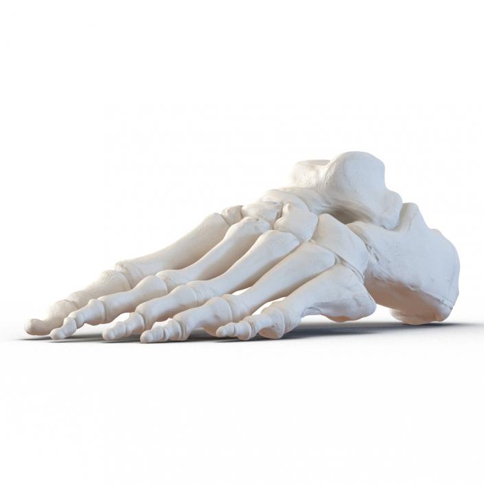 3D Human Foot Bones