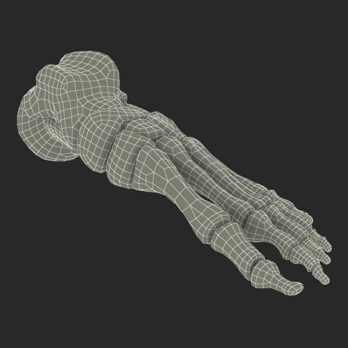 3D Human Foot Bones